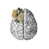 Polera - CEREBRO ANATOMICAL - Imagen 2